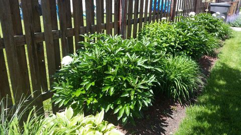 Tiny photo for 533 Glen Avenue, Romeoville, IL 60446 (MLS # 12553048)