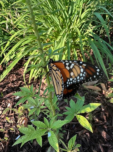 Tiny photo for 0N132 Ennerdale Lane #1407, Winfield, IL 60190 (MLS # 12605232)