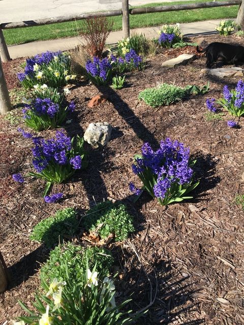 Tiny photo for Downers Grove, IL 60516 (MLS # 12534973)