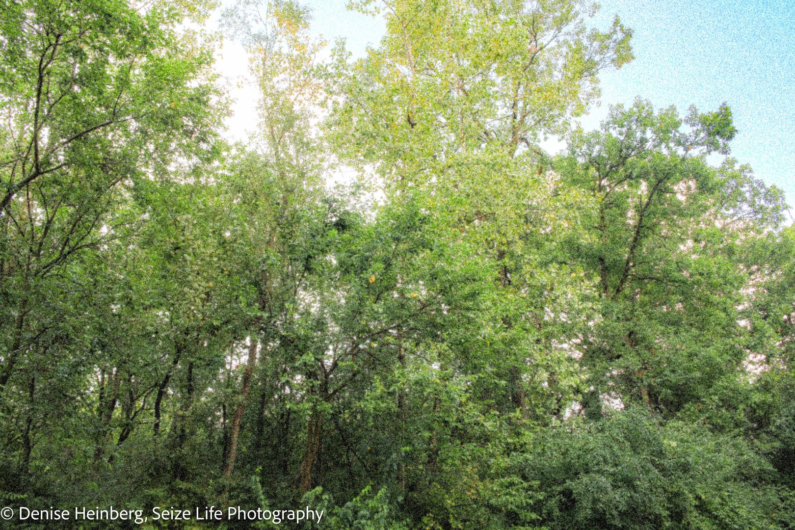 910 Echo (Lot 6) Trail