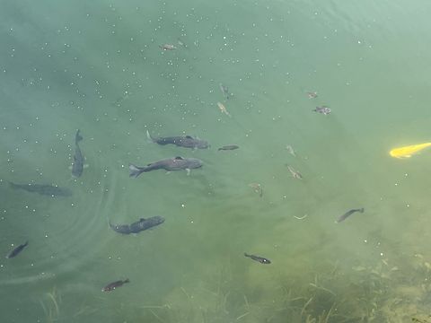 Tiny photo for 43 Hole In The Wall Court, Wilmington, IL 60481 (MLS # 12545329)