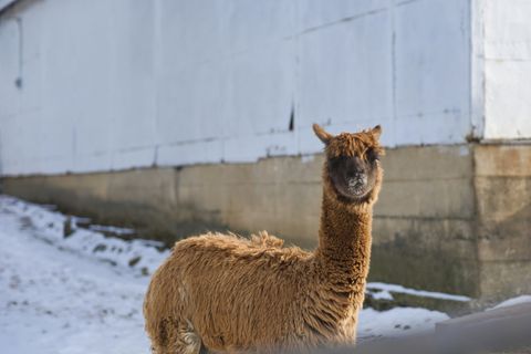 Tiny photo for Lemont, IL 60439 (MLS # 12549897)