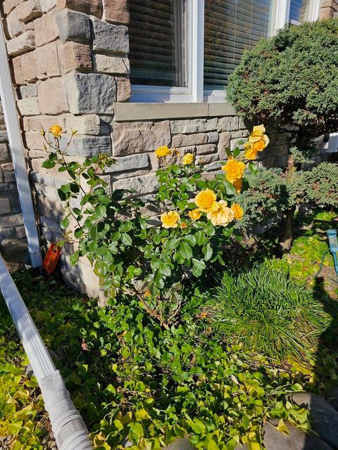 Tiny photo for 6372 N Sayre Avenue, Chicago, IL 60631 (MLS # 12530563)