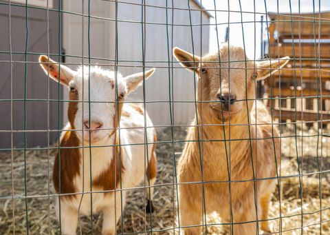 Tiny photo for 3 Eagle Pointe Drive, Barrington Hills, IL 60010 (MLS # 12585004)