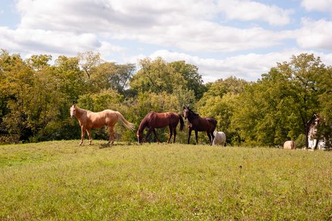 Tiny photo for 204 Country Commons Road, Trout Valley, IL 60013 (MLS # 12490335)