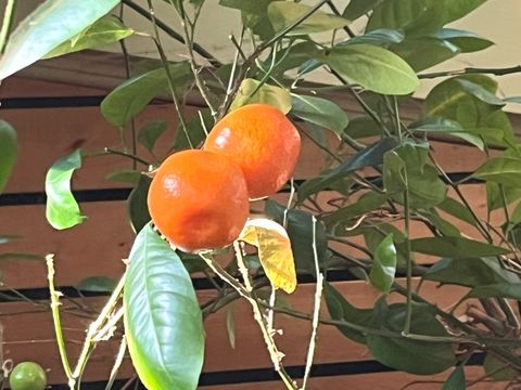 Tiny photo for 8750 Gurler Road, DeKalb, IL 60115 (MLS # 12551332)