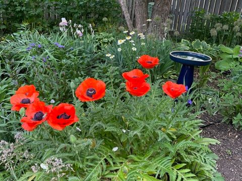 Tiny photo for 1007 River Oak Drive, Naperville, IL 60565 (MLS # 12583254)