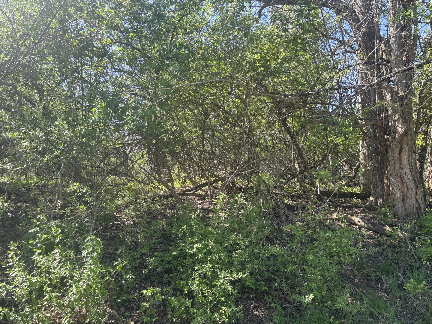 530 Rollingwood Place