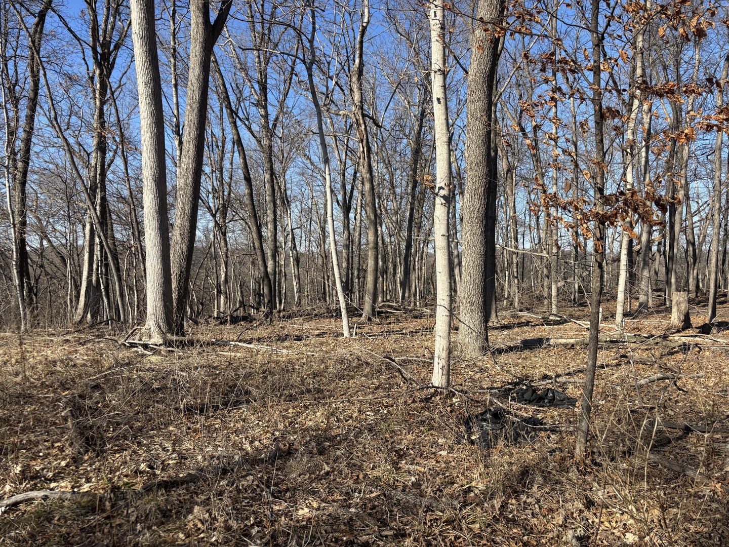 1783 Blueberry Drive