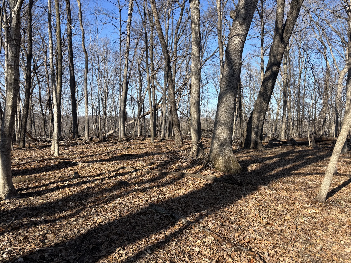 1783 Blueberry Drive