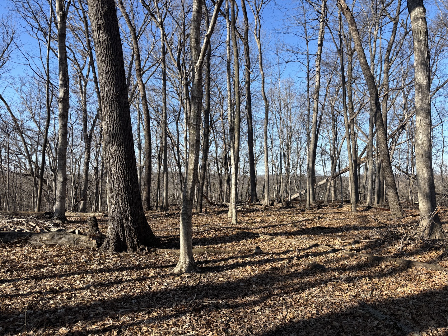 1783 Blueberry Drive