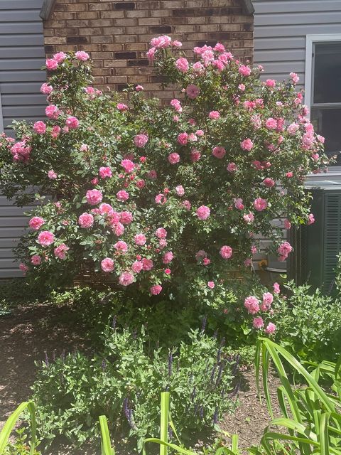 Tiny photo for 1256 Whitingham Circle, Naperville, IL 60540 (MLS # 12587149)