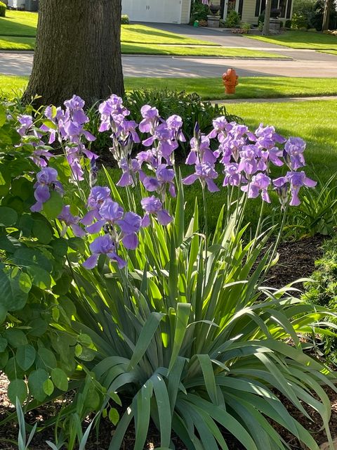 Tiny photo for 1256 Whitingham Circle, Naperville, IL 60540 (MLS # 12587149)