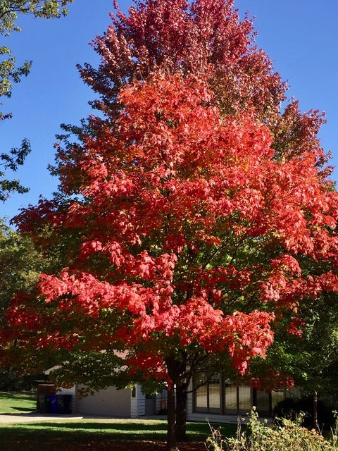 Tiny photo for 12811 S 82nd Court, Palos Park, IL 60464 (MLS # 12434963)