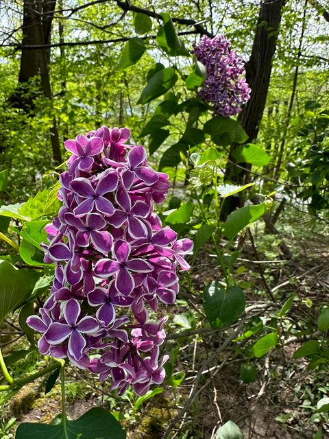 Tiny photo for 273 Bridlewood Lane, Valparaiso, IN 46385 (MLS # 12617129)