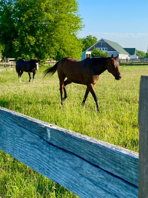 Tiny photo for 1571 Amos Bennett Street, Grayslake, IL 60030 (MLS # 12559026)