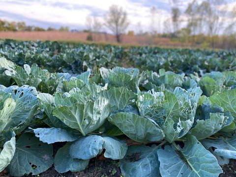 Tiny photo for 1571 Amos Bennett Street, Grayslake, IL 60030 (MLS # 12559026)