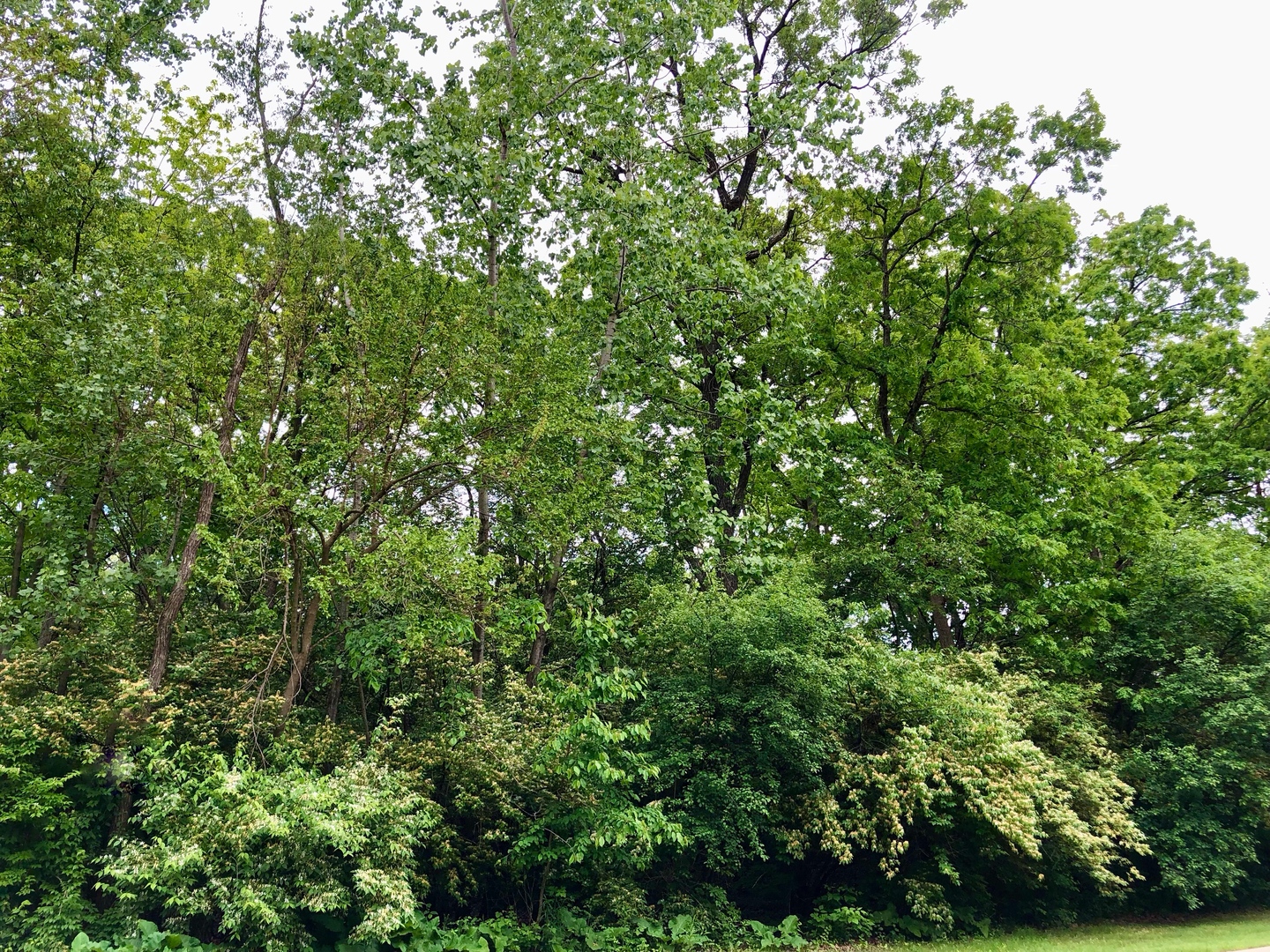 910 Echo (Lot 6) Trail