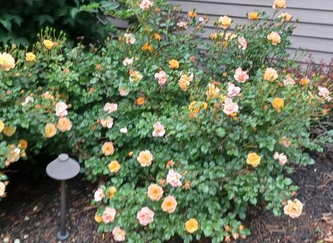 Tiny photo for 871 Brandt Drive, Lake In The Hills, IL 60156 (MLS # 12599254)