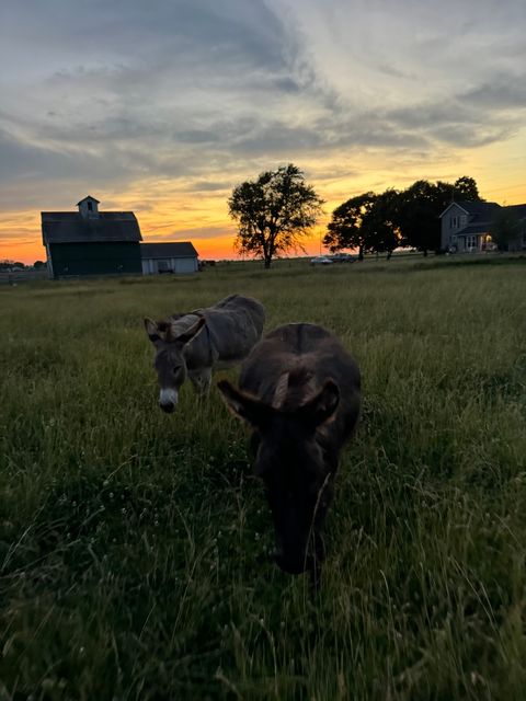 Tiny photo for 82 N 23rd Road, Peru, IL 61354 (MLS # 12499685)