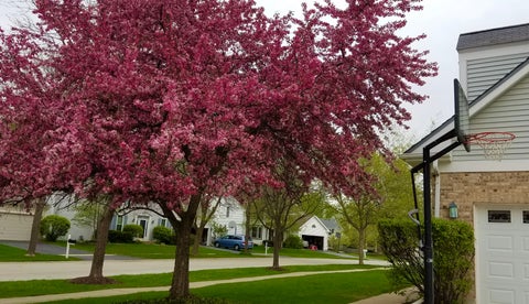Tiny photo for 813 Walton Lane, Grayslake, IL 60030 (MLS # 12774122)