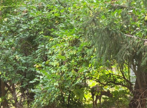 Tiny photo for 1805 Gilbert Avenue, Downers Grove, IL 60515 (MLS # 12493238)