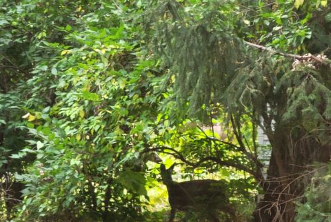 Tiny photo for 1805 Gilbert Avenue, Downers Grove, IL 60515 (MLS # 12493238)