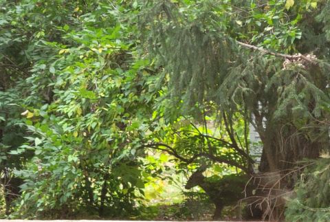 Tiny photo for 1805 Gilbert Avenue, Downers Grove, IL 60515 (MLS # 12493238)