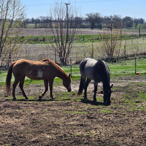 Tiny photo for 17870 Clover Road, Morrison, IL 61270 (MLS # 12624626)