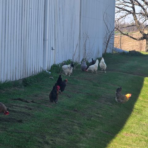 Tiny photo for 17870 Clover Road, Morrison, IL 61270 (MLS # 12624626)