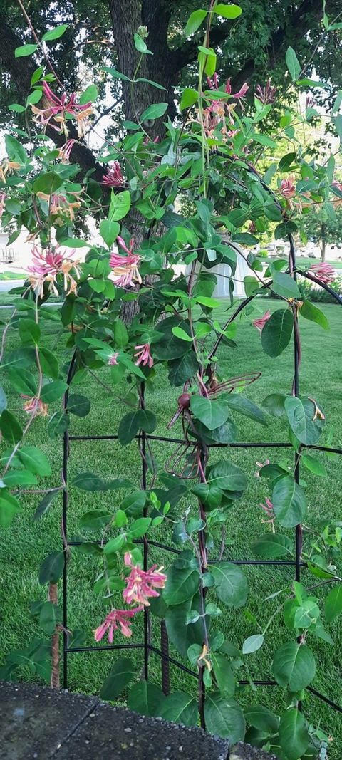 Tiny photo for 1221 6th Avenue, Dewitt, IA 52742 (MLS # 12589358)