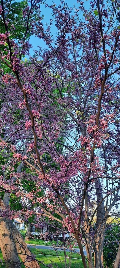 Tiny photo for 1221 6th Avenue, Dewitt, IA 52742 (MLS # 12589358)