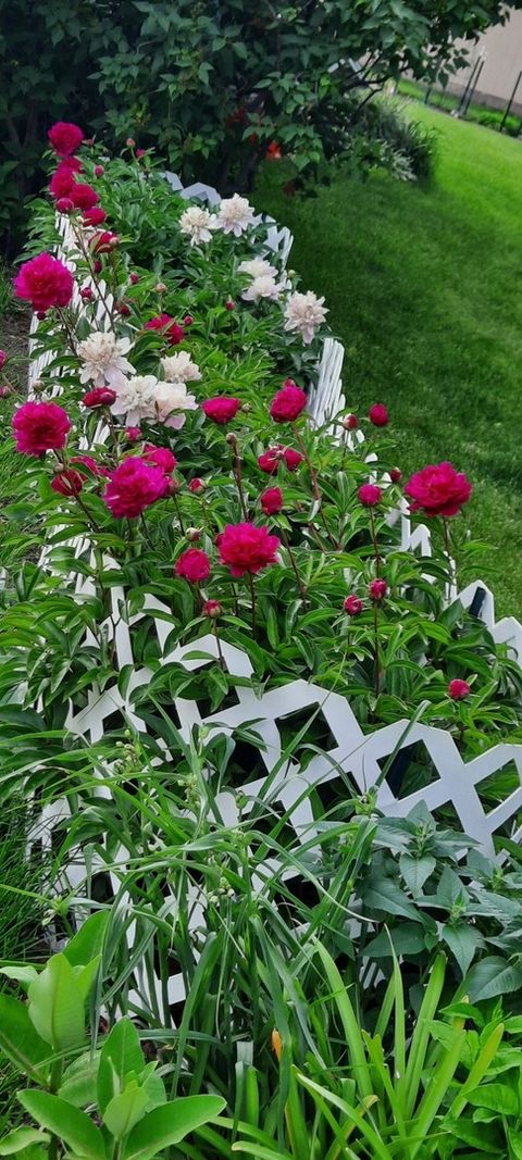 Tiny photo for 1221 6th Avenue, Dewitt, IA 52742 (MLS # 12589358)