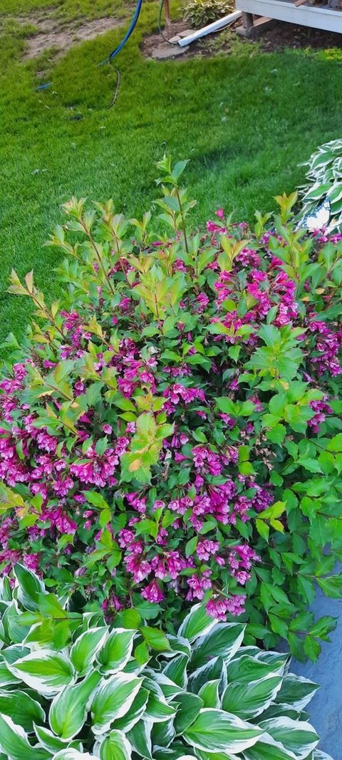 Tiny photo for 1221 6th Avenue, Dewitt, IA 52742 (MLS # 12589358)