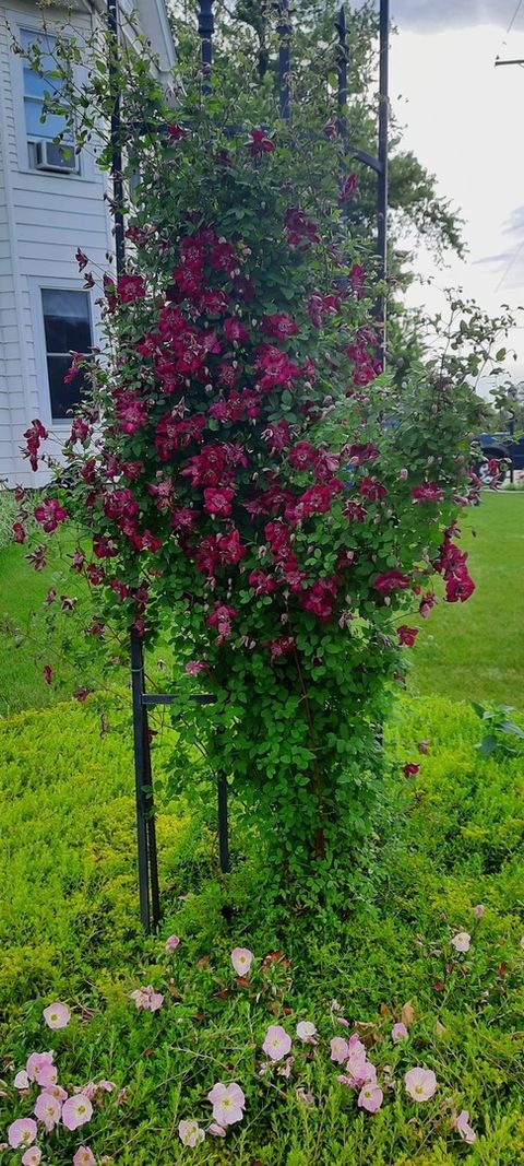 Tiny photo for 1221 6th Avenue, Dewitt, IA 52742 (MLS # 12589358)