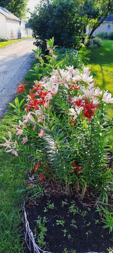 Tiny photo for 1221 6th Avenue, Dewitt, IA 52742 (MLS # 12589358)