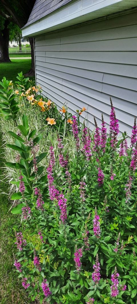 Tiny photo for 1221 6th Avenue, Dewitt, IA 52742 (MLS # 12589358)