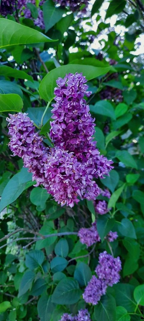 Tiny photo for 1221 6th Avenue, Dewitt, IA 52742 (MLS # 12589358)