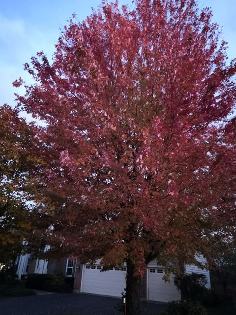 Tiny photo for 1163 OMalley Drive, Lake Zurich, IL 60047 (MLS # 12564942)