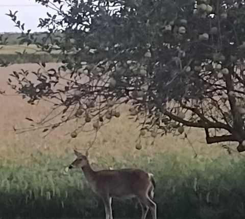 Tiny photo for 1807 Sunset Lane, Morris, IL 60450 (MLS # 12446998)