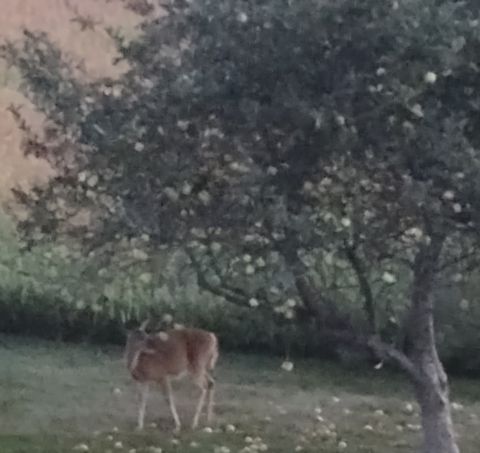 Tiny photo for 1807 Sunset Lane, Morris, IL 60450 (MLS # 12446998)