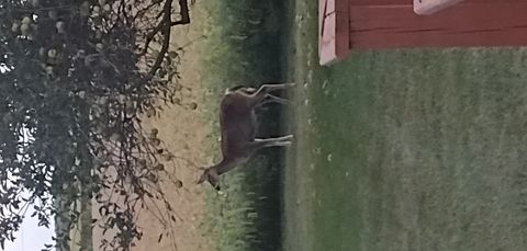 Tiny photo for 1807 Sunset Lane, Morris, IL 60450 (MLS # 12446998)