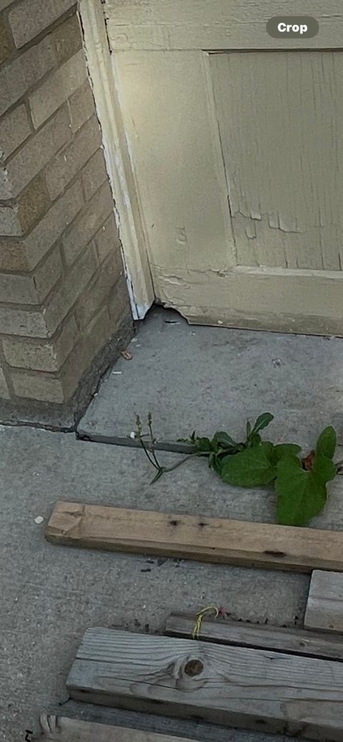 Tiny photo for 6131 N Leader Avenue, Chicago, IL 60646 (MLS # 12162056)