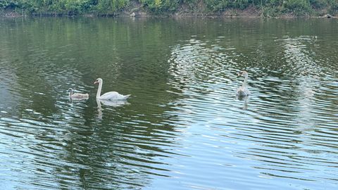 Tiny photo for 1144 Foxglove Lane #0, Palatine, IL 60074 (MLS # 12523213)