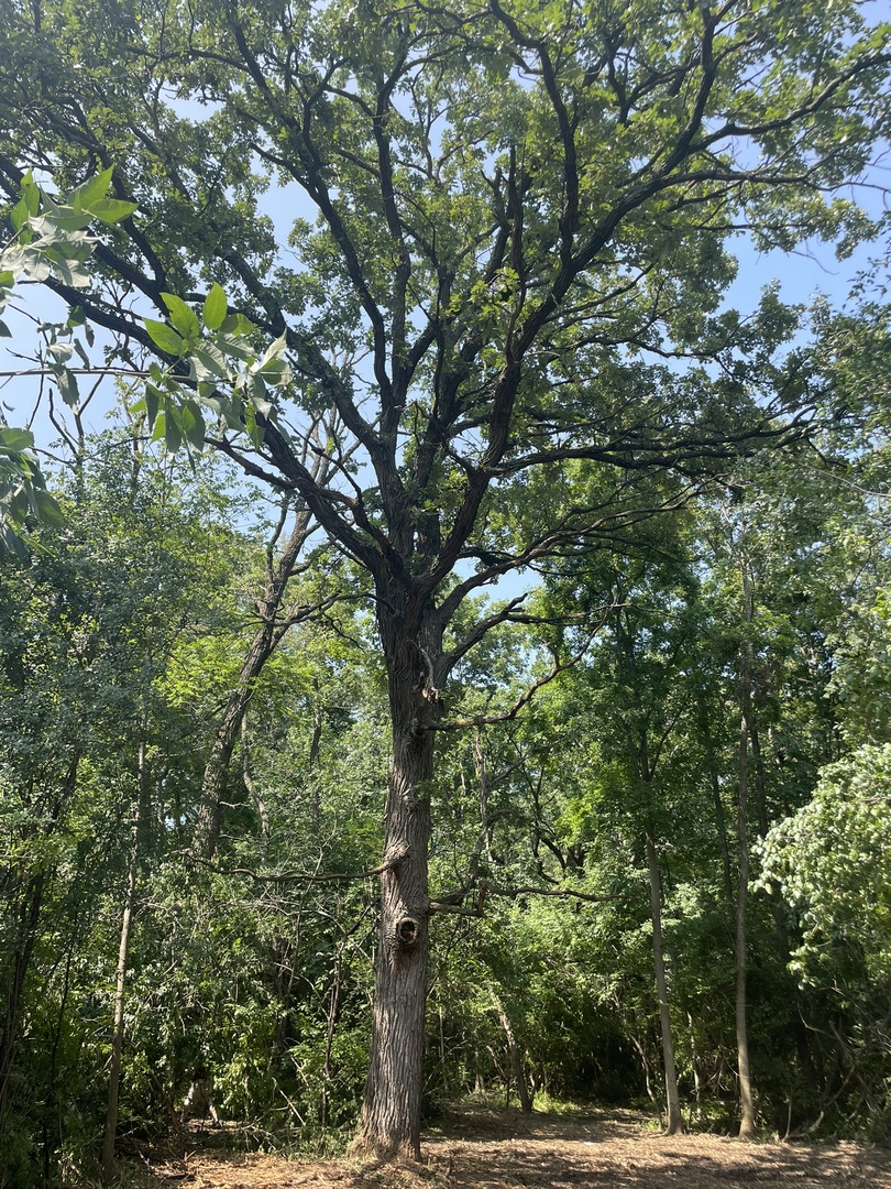 Harvard, Illinois 60033, United States, ,Land,Active,240017