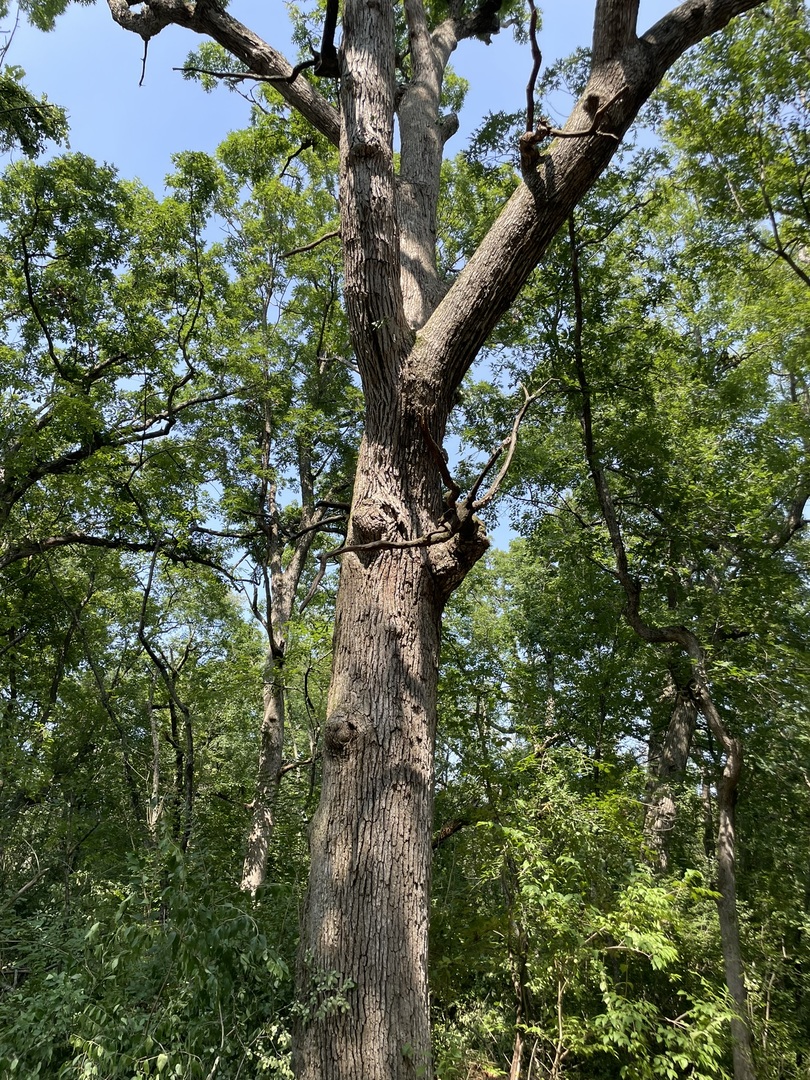 41.94 Acres Route 14