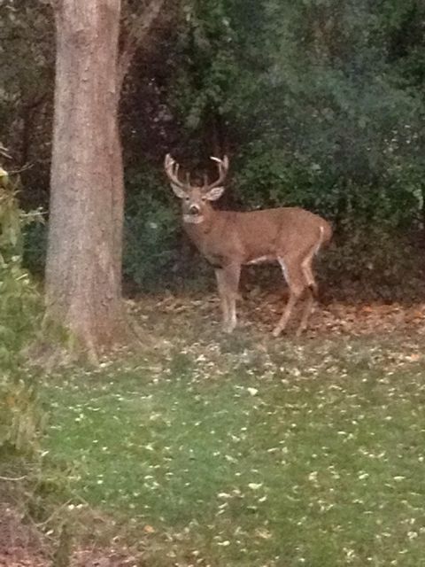 Tiny photo for 305 Montclare Lane, Wood Dale, IL 60191 (MLS # 12424201)