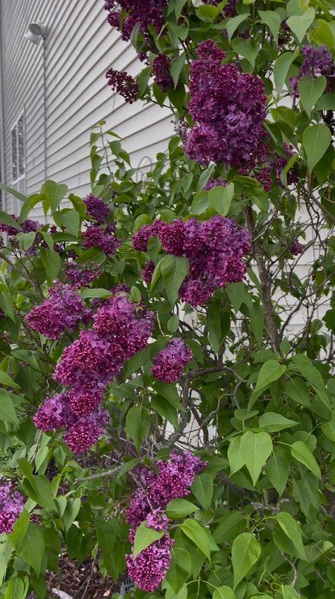 Tiny photo for 8021 Harrier Avenue, Joliet, IL 60431 (MLS # 12588946)