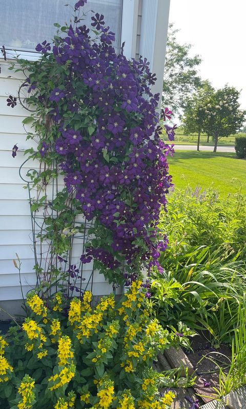 Tiny photo for 8021 Harrier Avenue, Joliet, IL 60431 (MLS # 12588946)