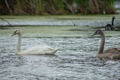 Tiny photo for 42161 N 1st Avenue, Antioch, IL 60002 (MLS # 12464377)